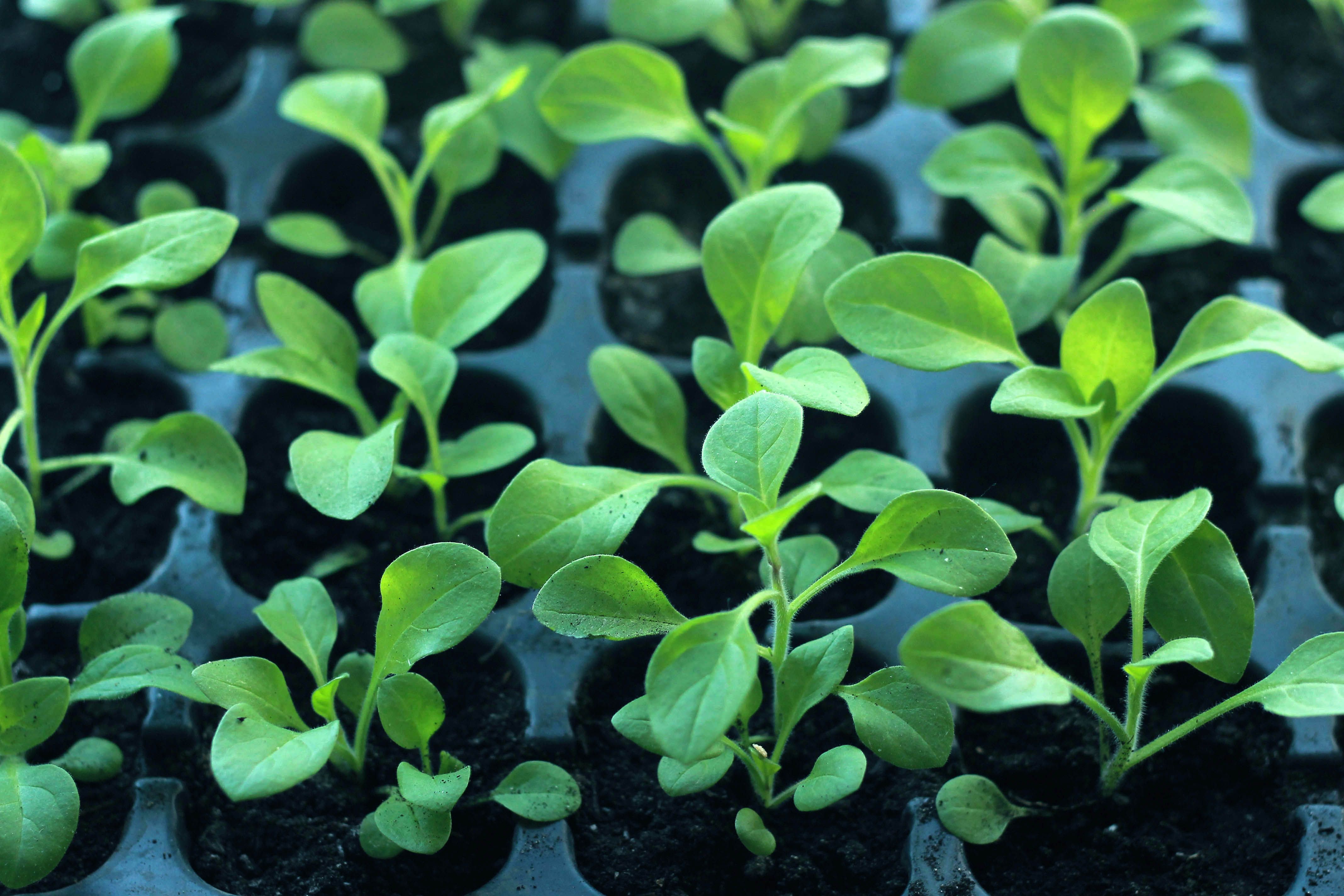 Quality Crop Seedlings